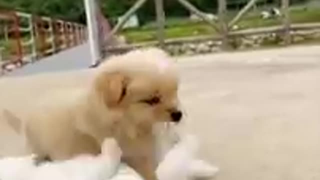 Cutest kitten & kitten playing 😂😽