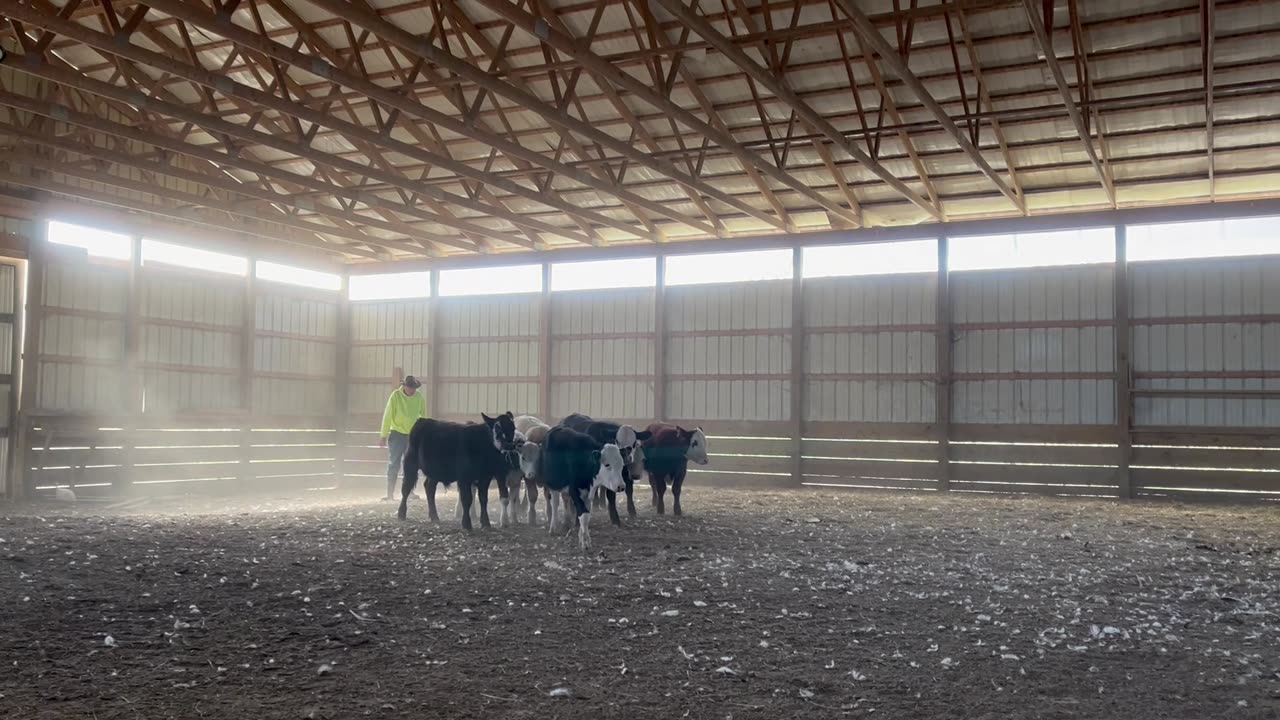Charlie Pushing Young Bulls - Two