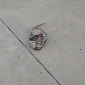 Warning Explicit Content dogs mauled an oppossum