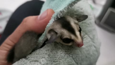 My Daughter First Sugar Glider