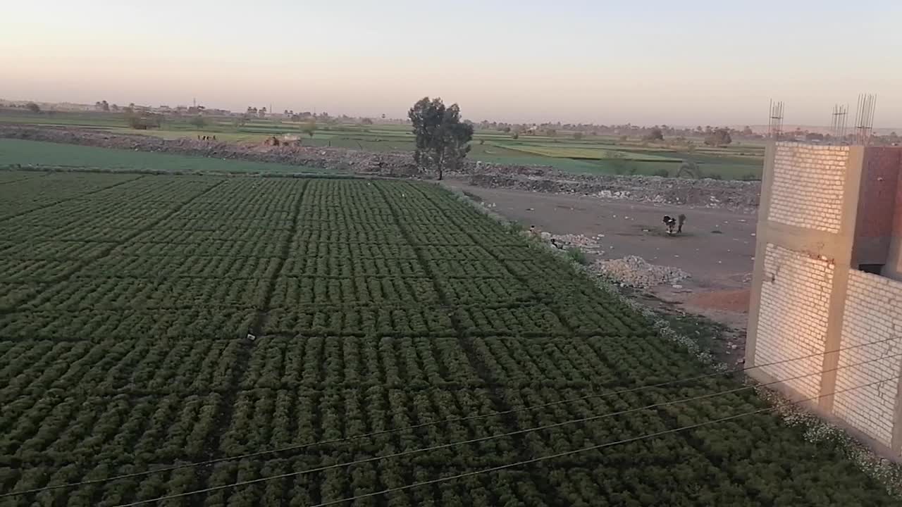 Egyptian countryside