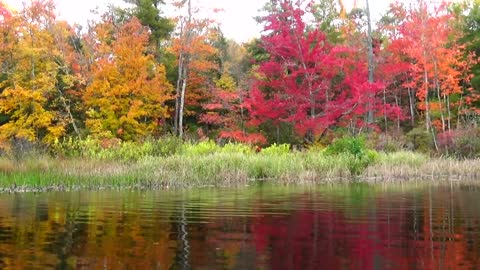 River Foliage