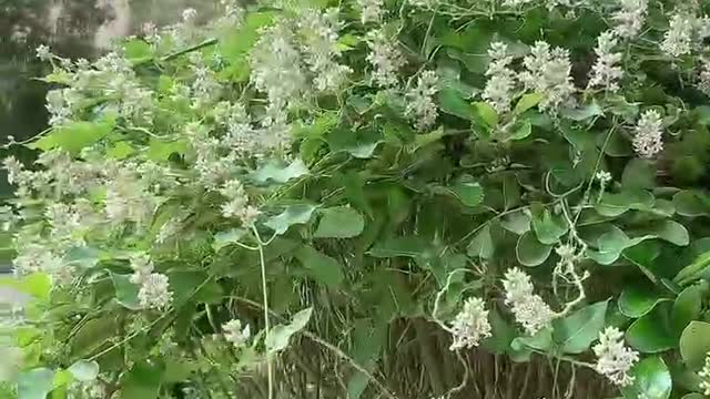 A lot of small white wild flowers bloom on the tree