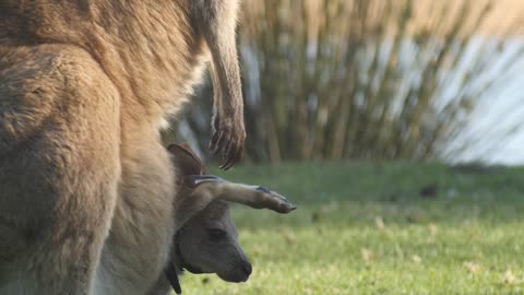 Joey Kangaroo Wallaby Marsupial Animal Australia