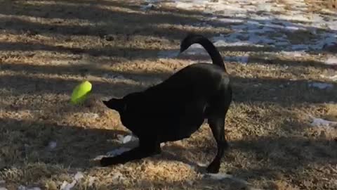 Black lab keep trying