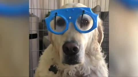 🐶-Funny Dog Video-Enjoy this #Short Video-😂