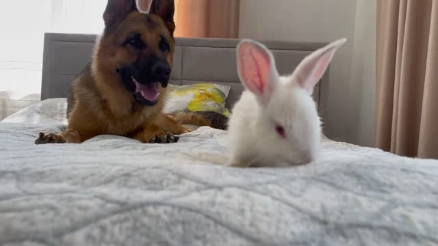 German Shepherd Confused by Baby Bunny - Second part