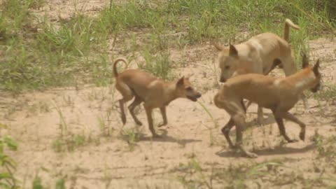 Amazing Dog Want To Meeting Her - Dog meeting Successful