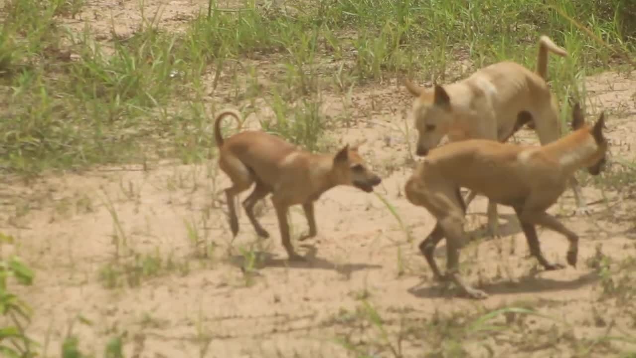 Amazing Dog Want To Meeting Her - Dog meeting Successful