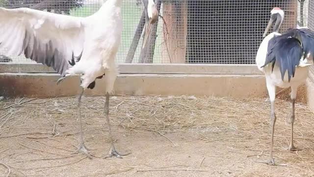 Red-crowned cranes