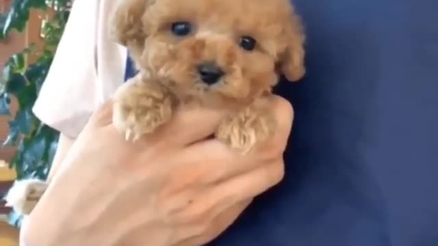 The owner of the dog is cleaning the puppy of the dog
