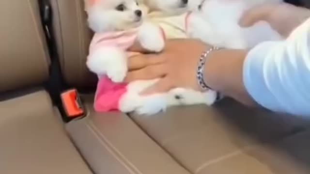 Cute Pomeranian Puppy #shorts