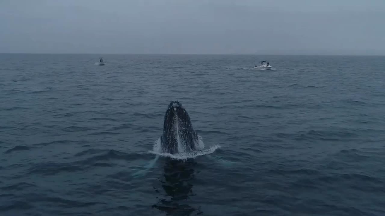 Humpback Whale 🐋❤️