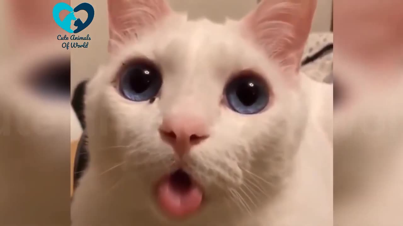 Funny Cute Cats Video,Cute Animals Of World