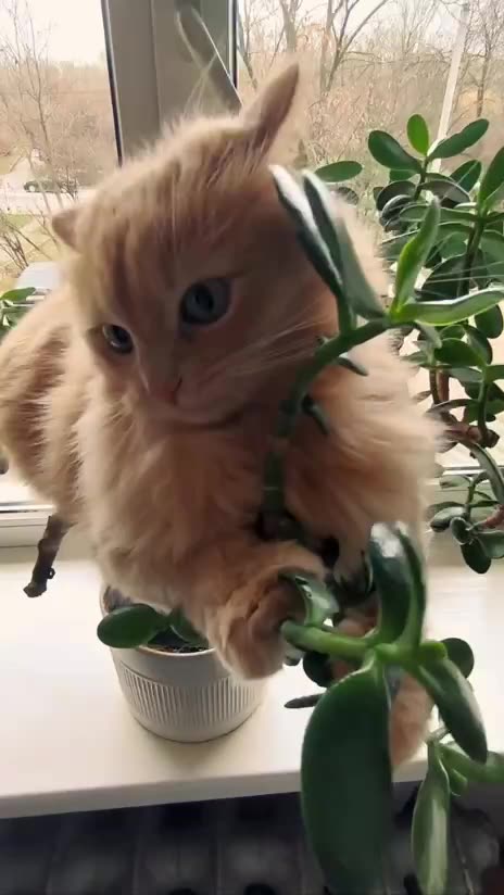 Look human I can climb trees 🤣