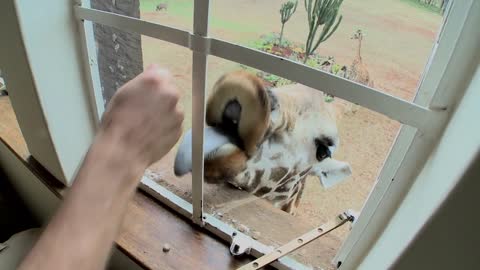 A giraffe outside a second story window in Africa getting food with his tongue