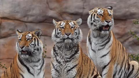 Siberian tiger family - No Copyright _ Animal videos ( 720 X 1280 50fps )