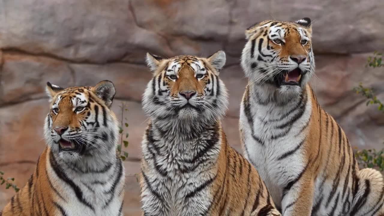 Siberian tiger family - No Copyright _ Animal videos ( 720 X 1280 50fps )