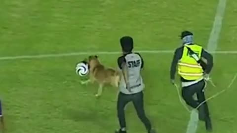 Dog caused absolute chaos in the Mexican Second Division, invading the pitch & stealing the ball🐶😅