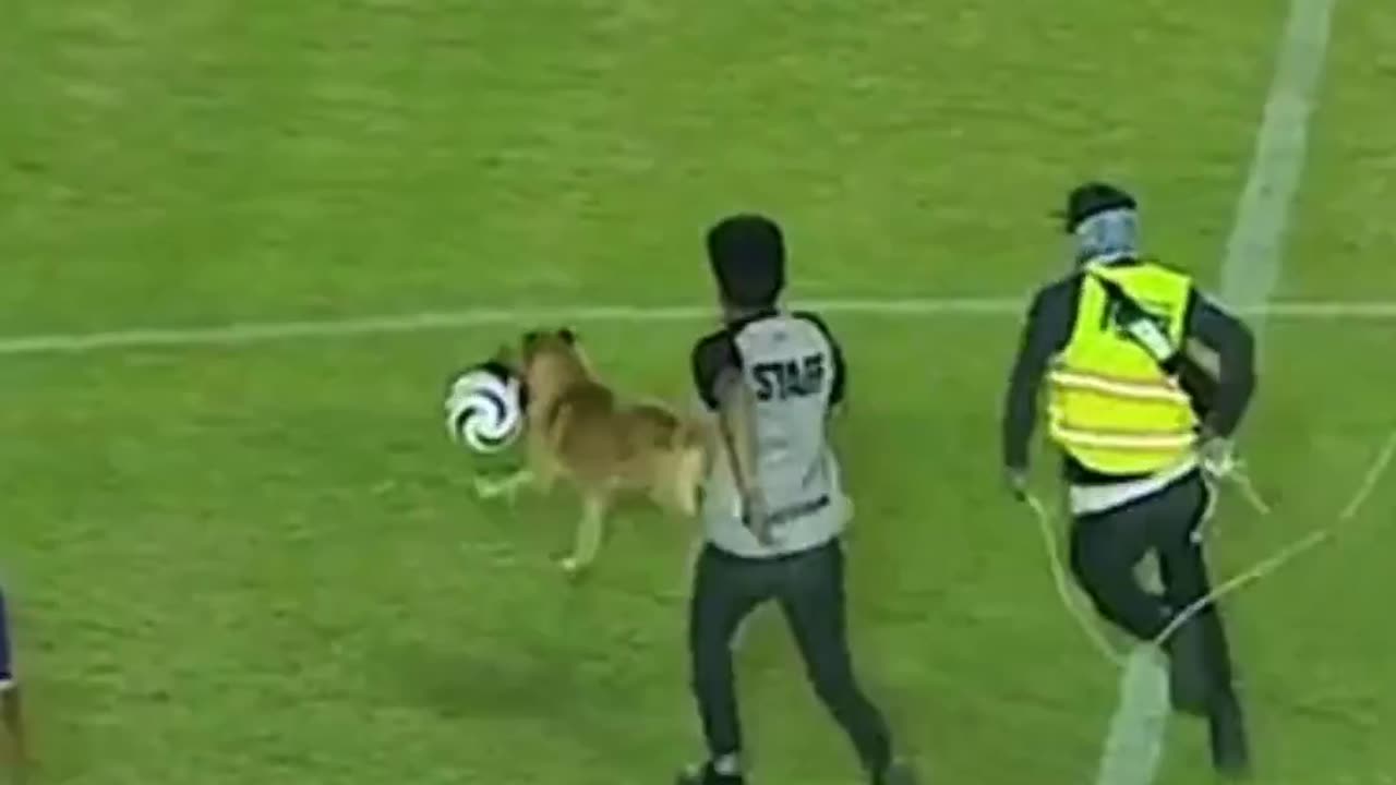 Dog caused absolute chaos in the Mexican Second Division, invading the pitch & stealing the ball🐶😅