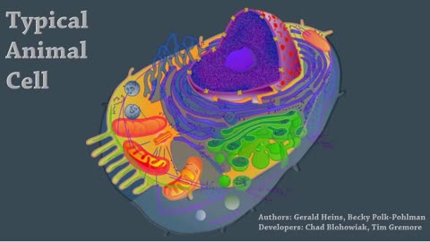 A Typical Animal Cell