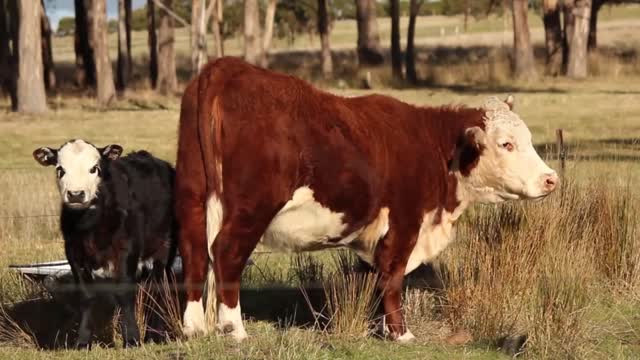 WIld cow with baby