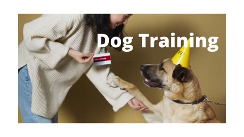 How to training A dog in House