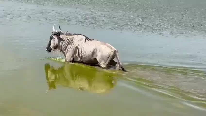 Wildebeest crossing a river