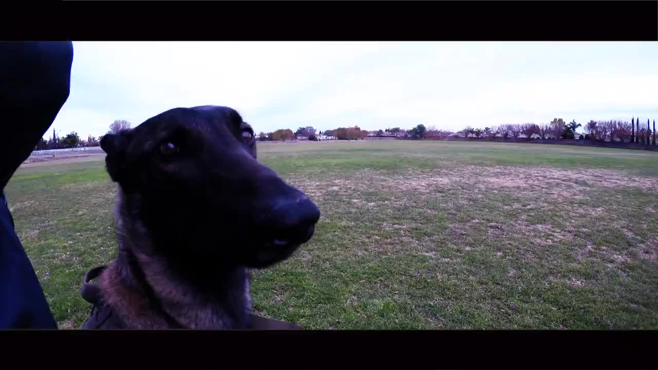 Dog traning with french commands demonstration