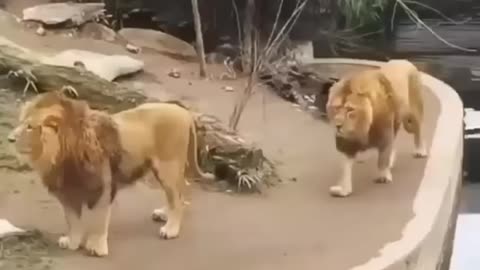 two lions try to swim