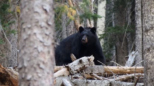 Lost Bear Looking For Directions In The Woods