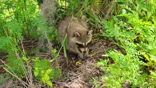 Raccoon eats a small turtle