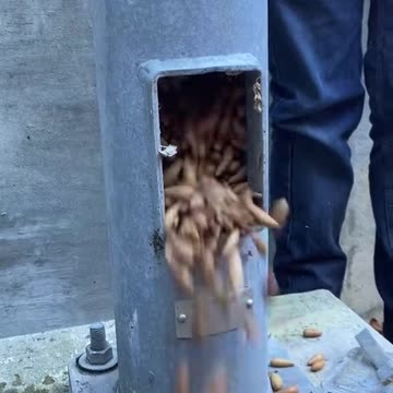 Chinese Squirrels not taking any chances after virus lockdown