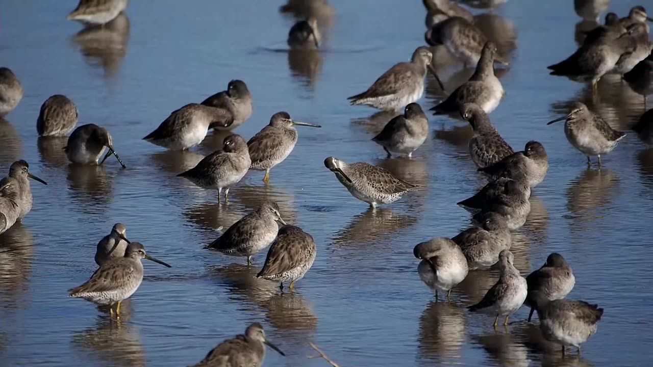 Dowitchers