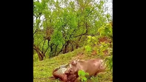 Warthog is Stronger than Leopard ! #warthog #leopard #wildlife #shorts #viral