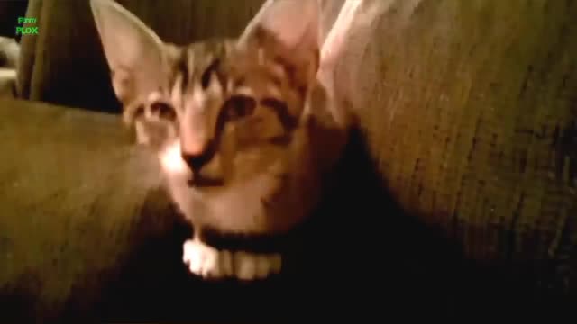 Funny Cats and Kittens Meowing Complication