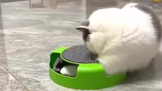 Cat video