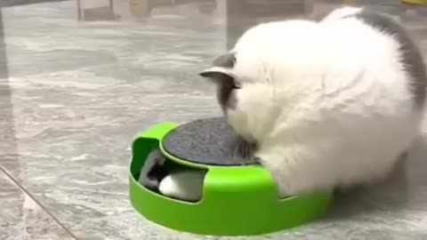 Cat video