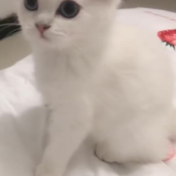 Cute Cat purring