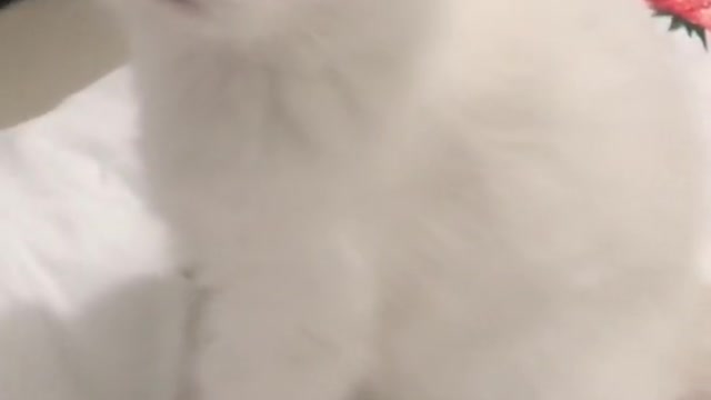 Cute Cat purring