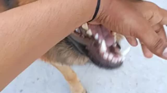 Angry germen dog,bite owner hand funny video