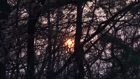 Sunset through the trees 2