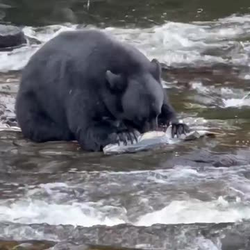 big bear feeding