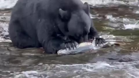 big bear feeding