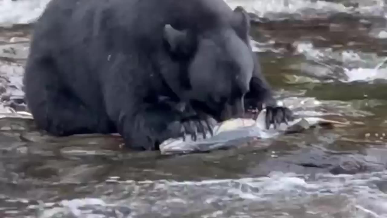 big bear feeding