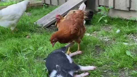 mother henn checking on napping pig