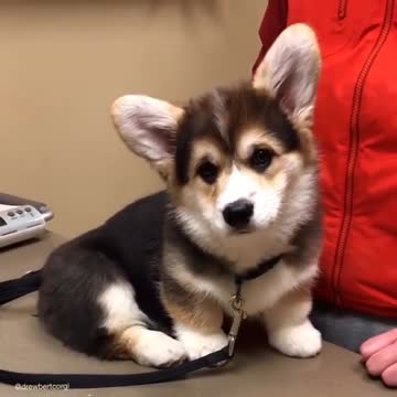 Cute baby animals Videos Compilation cutest moment of the animals - 🐶 Cutest Puppies #1