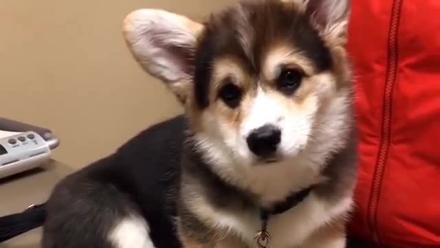 Cute baby animals Videos Compilation cutest moment of the animals - 🐶 Cutest Puppies #1