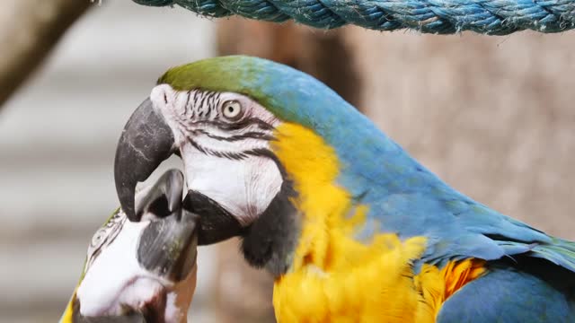 A parrot feeding its young