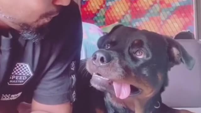 Man records dog's reaction after kissing him on the head